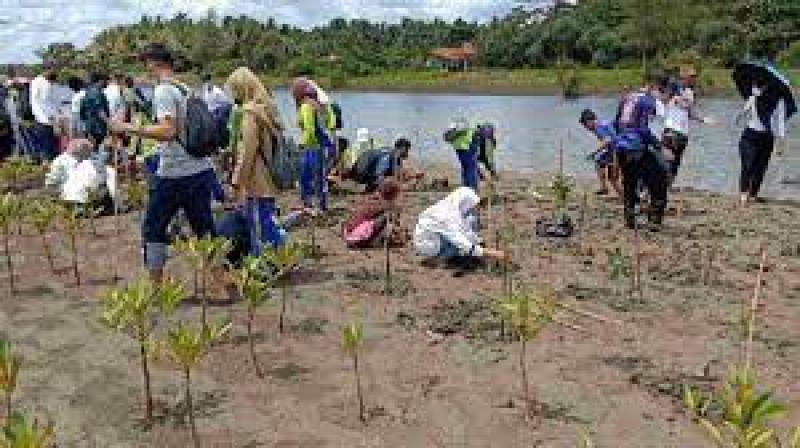 Menanam Mangrove di Pangandaran