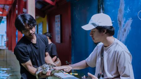 Penangkaran Penyu Batu Hiu